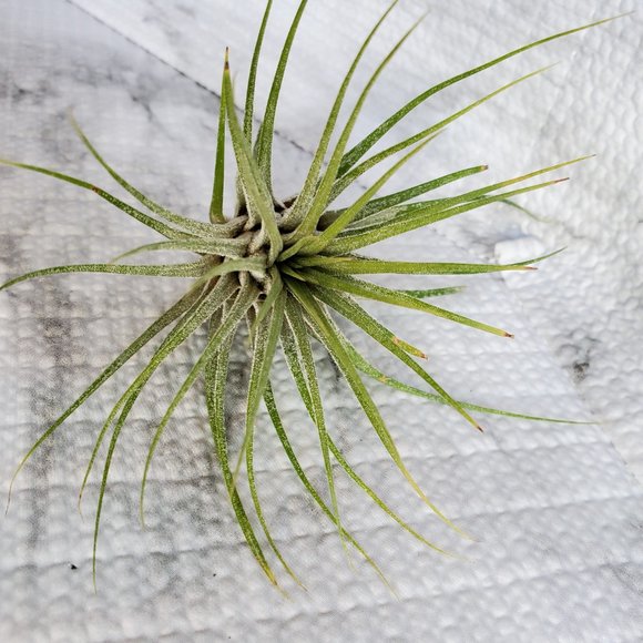Live Air Plant, Tillandsia Ionantha, medium airplant for Terrarium, Fairy Garden - Picture 4 of 5